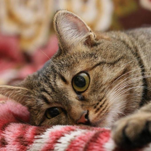 El aburrimiento en gatos, un problema que se debe remediar. Parte 1