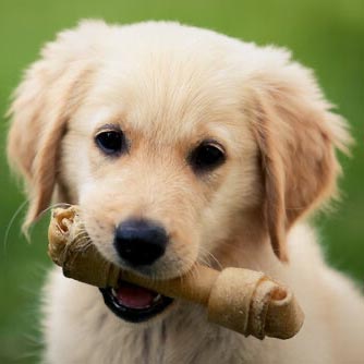 Perros y huesos, ¿deben comerlos?