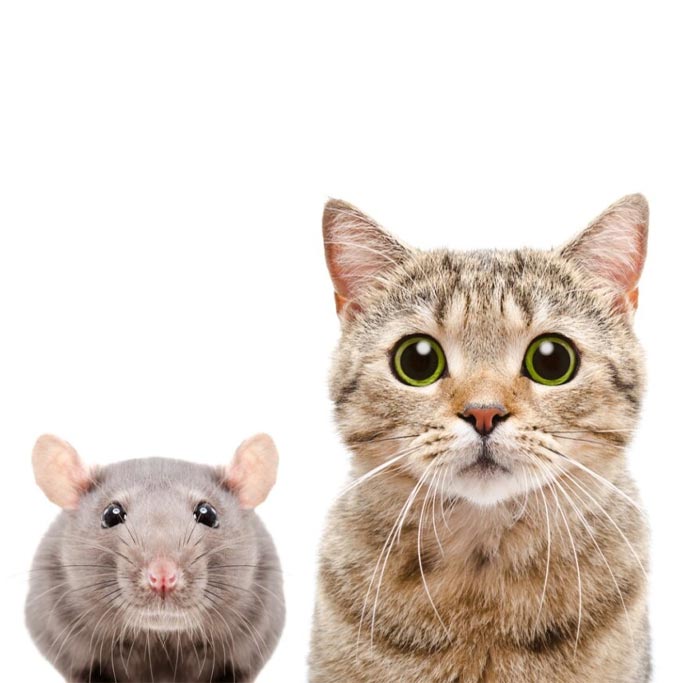 ¿Tu gato te trae "regalos"?