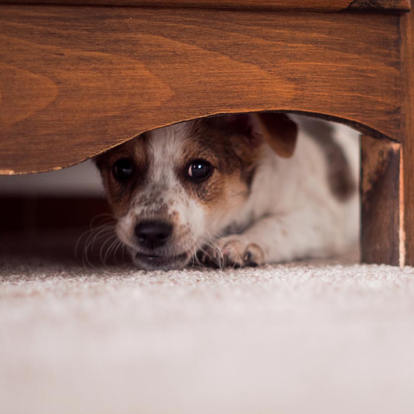 ¿Tu perro se asusta con truenos o ruidos fuertes? Te decimos cómo ayudarlo.