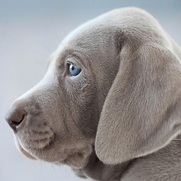 Weimaraner, conoce a esta raza originaria de Alemania