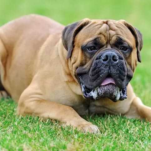 El Mastiff, una de las razas más grandes del mundo