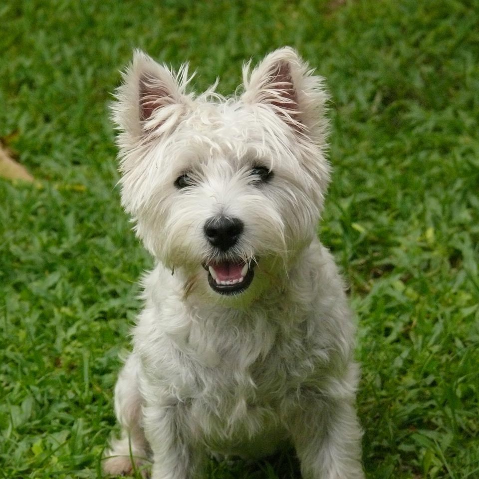 El Westie, un perro feliz y leal.