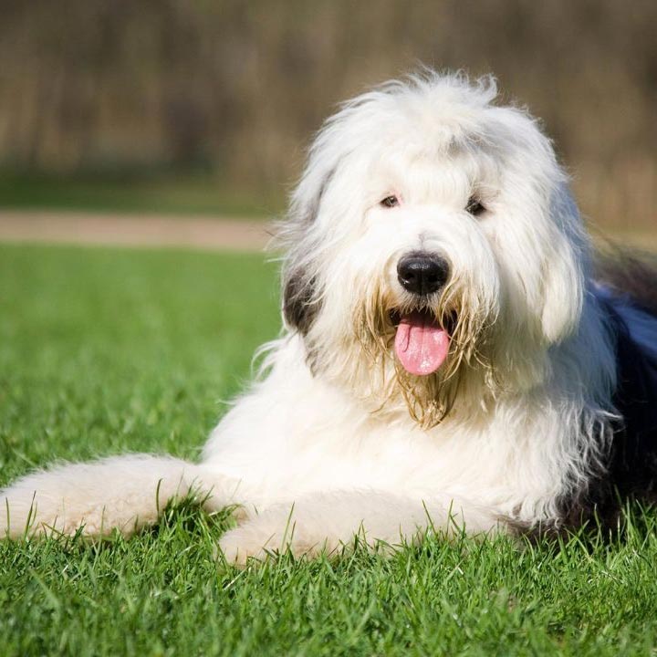 ¿Conoces al Antiguo Pastor Inglés?