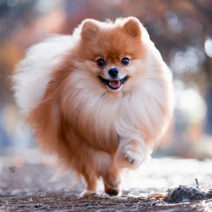 ¿Conoces al Spitz Alemán?