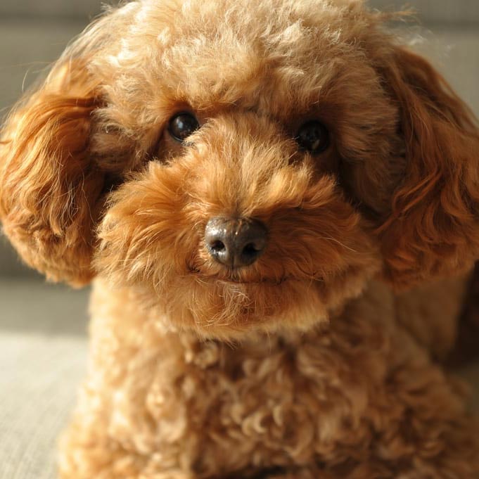 7 razas de perro con la mayor esperanza de vida