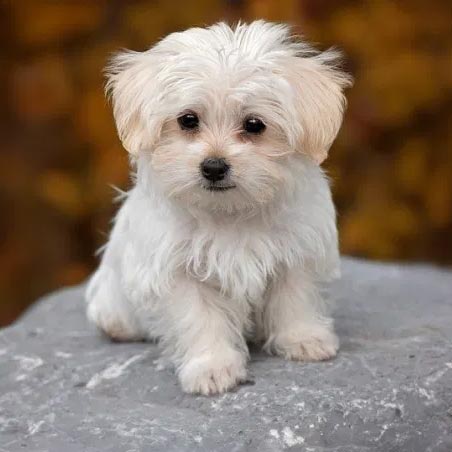 7 razas de perro con la mayor esperanza de vida