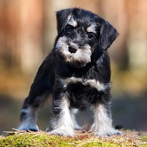 7 razas de perro con la mayor esperanza de vida