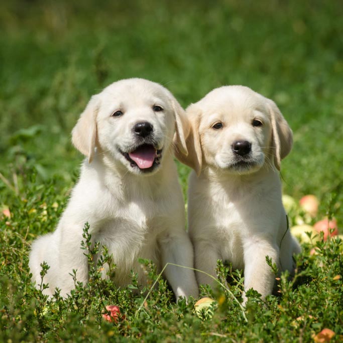 7 razas de perro con la mayor esperanza de vida