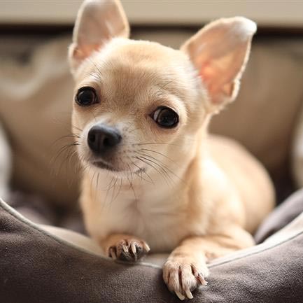 7 razas de perro con la mayor esperanza de vida