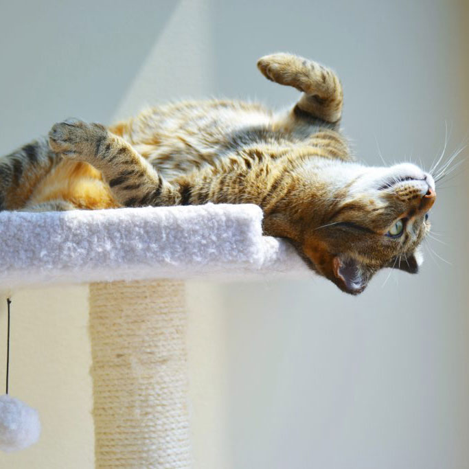 Protege a tu gato de un golpe de calor