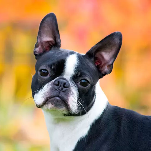 ¿Conoces al Boston Terrier?