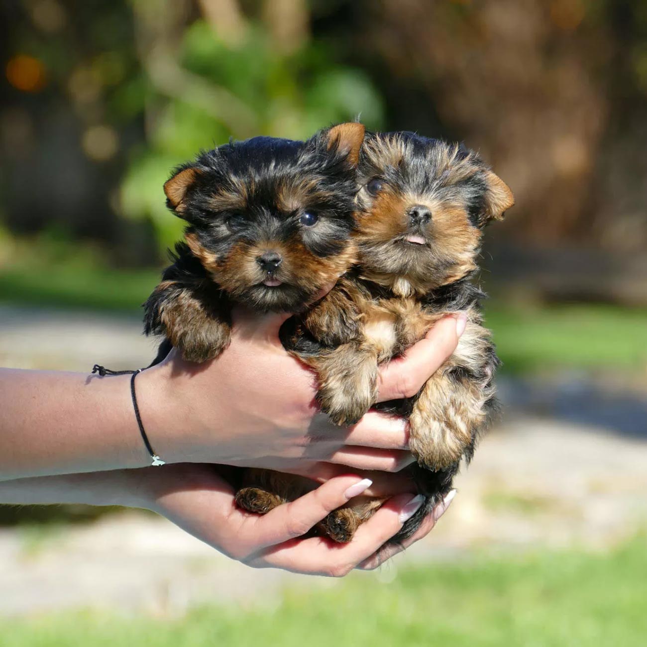 El Yorkshire Terrier o Yorkie