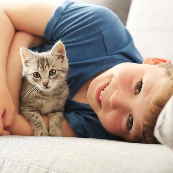 ¿Piensas en tener un gato como mascota? Te dejamos unos consejos