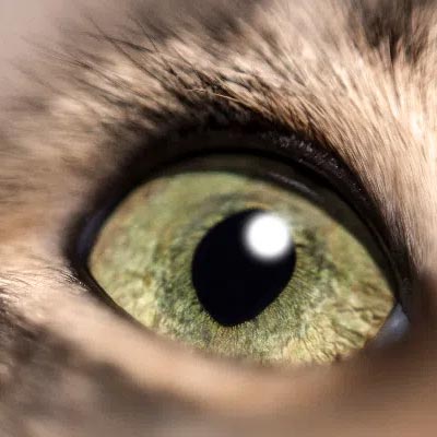 ¿Los gatos tienen un tercer párpado?