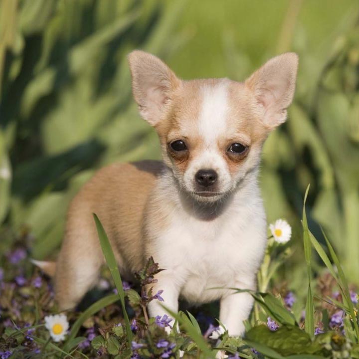 Top 6 de las razas de perro más pequeñas