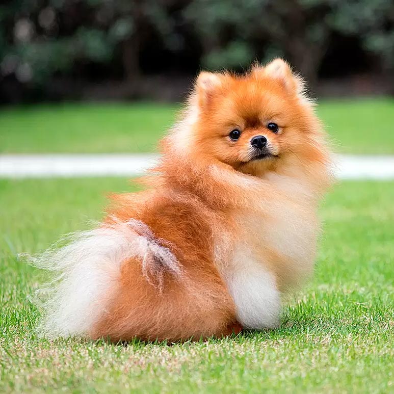 Top 6 de las razas de perro más pequeñas