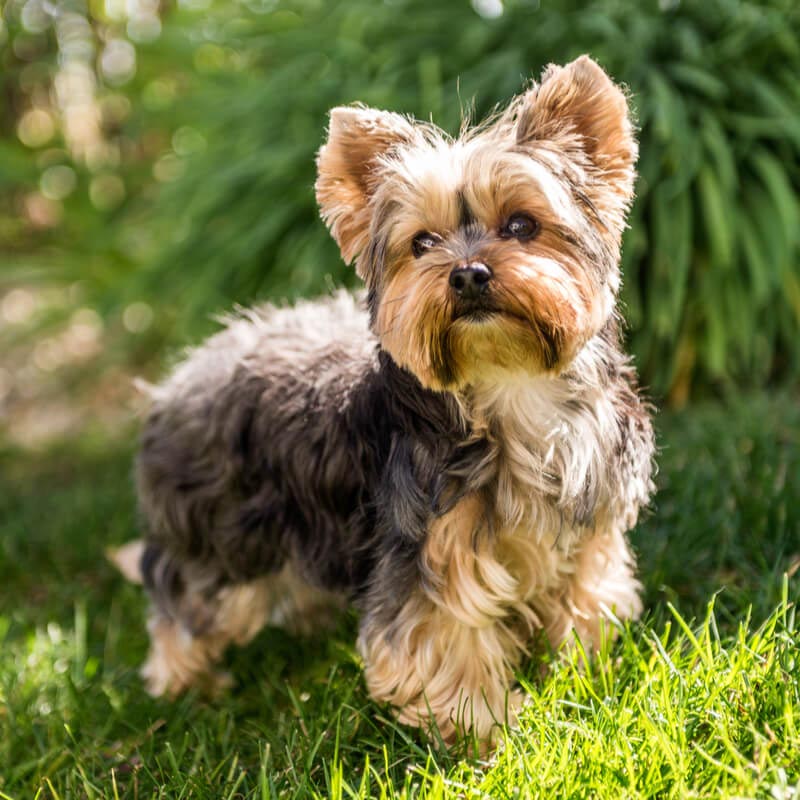 Top 6 de las razas de perro más pequeñas