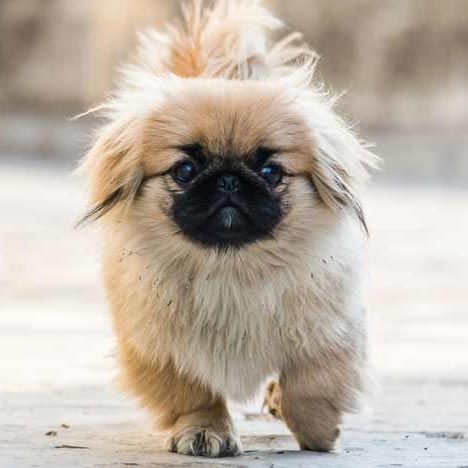 Top 6 de las razas de perro más pequeñas