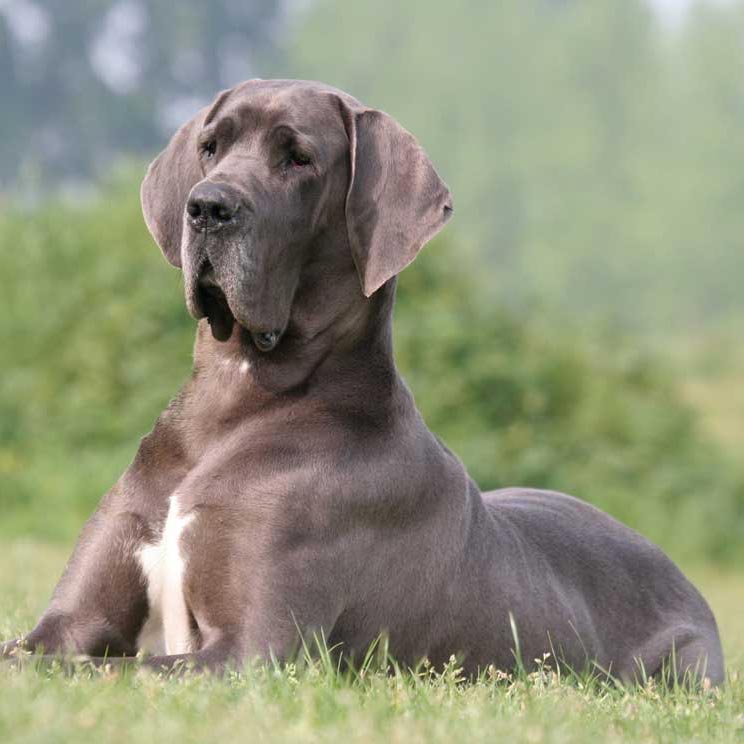 Top 6 de las razas de perro más grandes