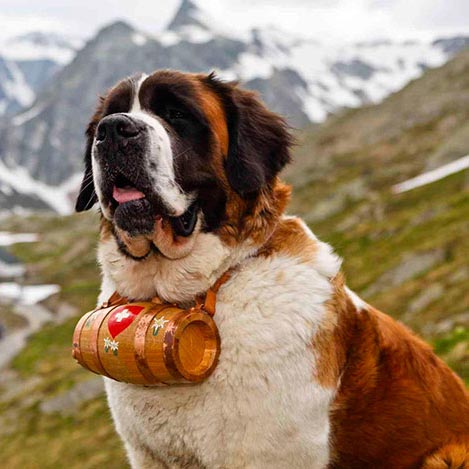 Top 6 de las razas de perro más grandes
