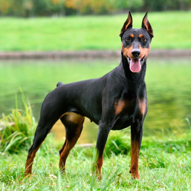 Top 6 de las razas de perro más grandes