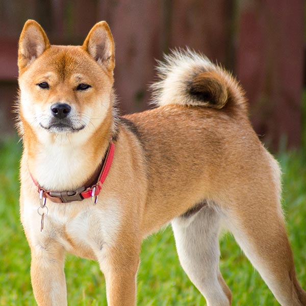 Top 6 de las razas de perro más grandes