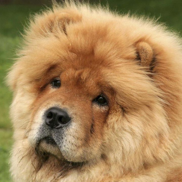 ¿Conoces al Chow Chow?