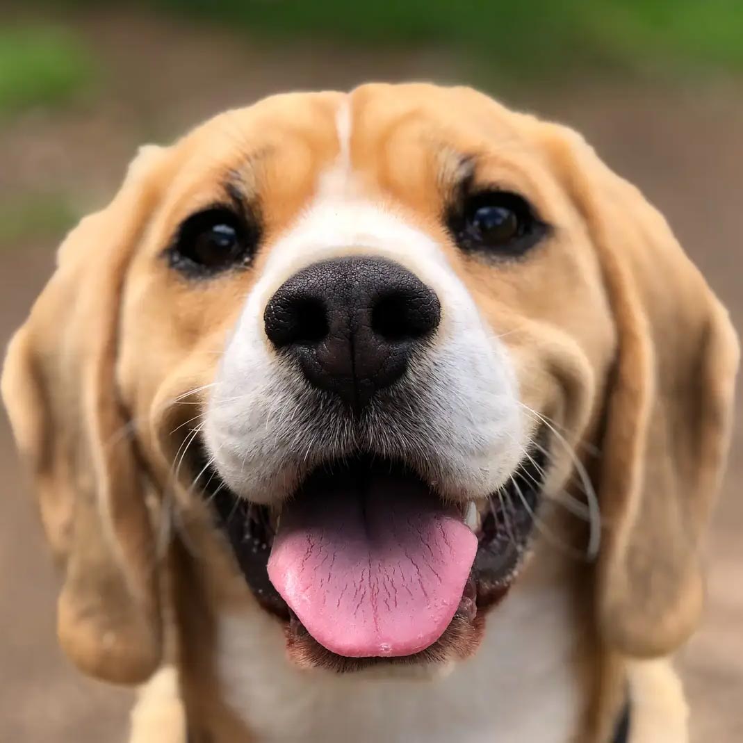 ¿Sabes por qué le da diarrea a tu perro? Hablemos un poco sobre esto