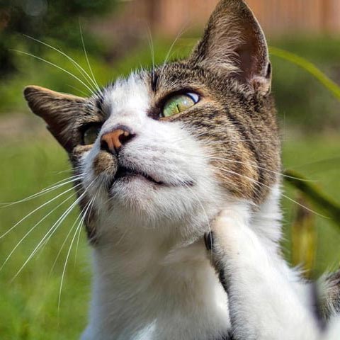 ¿Tu gato tiene piojos? Te ayudamos a averiguarlo