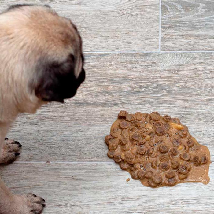 ¿Qué significa el color del vómito de tu perro?