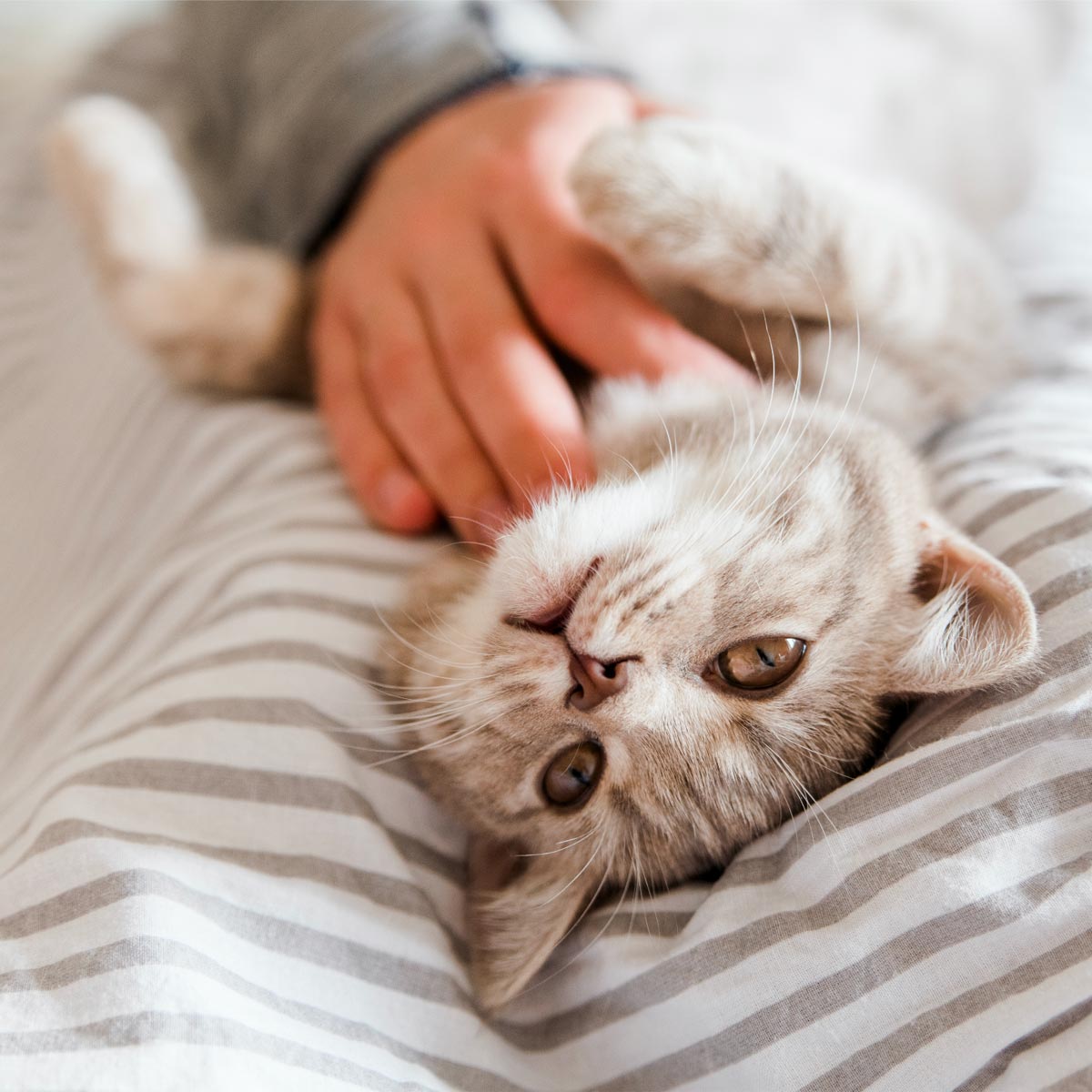 Problemas urinarios en felinos, aprende a identificarlos