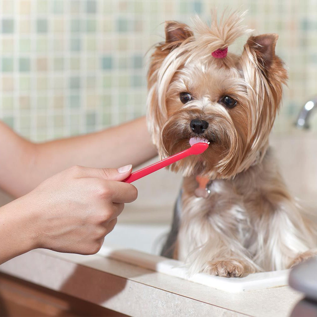 Cepillado de dientes en gatos y perros, una necesidad para las mascotas