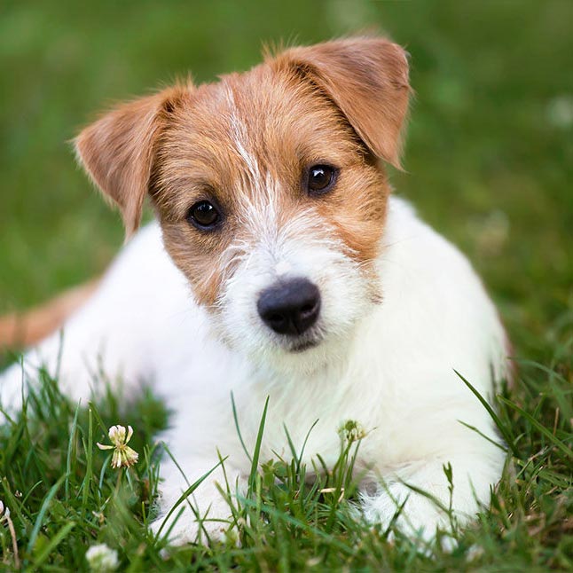 El pequeño Jack Russell Terrier