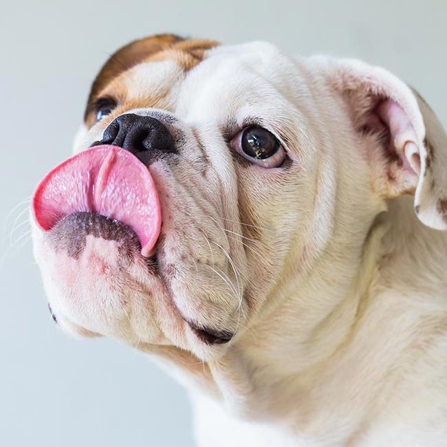 10 datos curiosos sobre los perros (última parte)