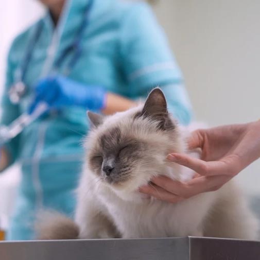 Un problema común en los gatos: las enfermedades gastrointestinales