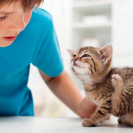 ¿Por qué mi gato se rasca mucho?