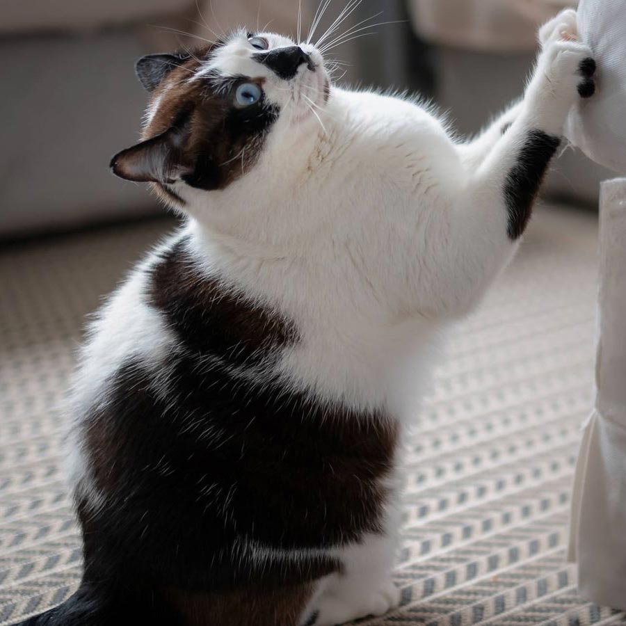 Si a mi gato le gusta arañar todo, ¿qué hago?