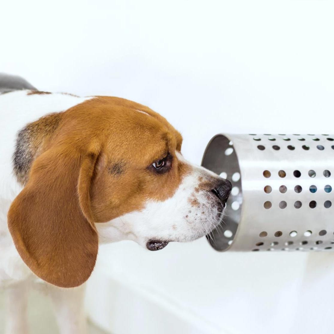 ¿Es cierto que los perros huelen las enfermedades en las personas?