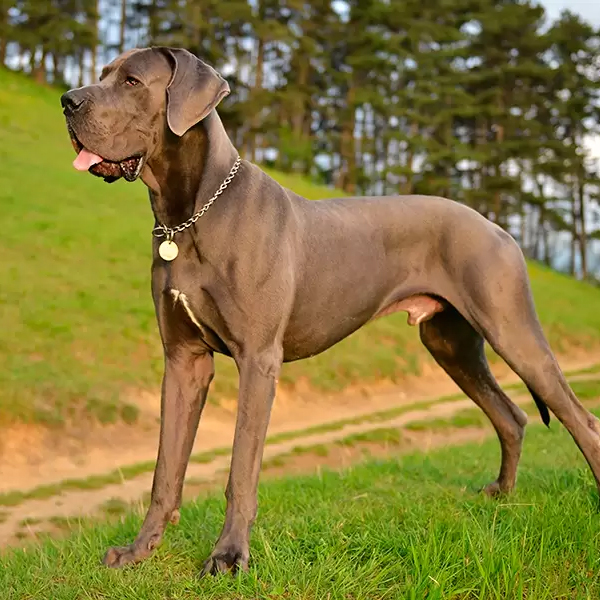 Toda la información sobre el imponente perro, el Gran Danés