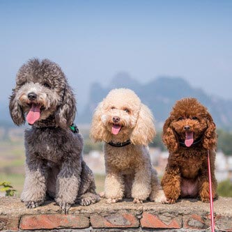 El poodle, un ejemplo de la realeza canina