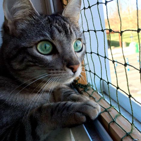 Aclimata el balcón para tu gato con estos consejos básicos