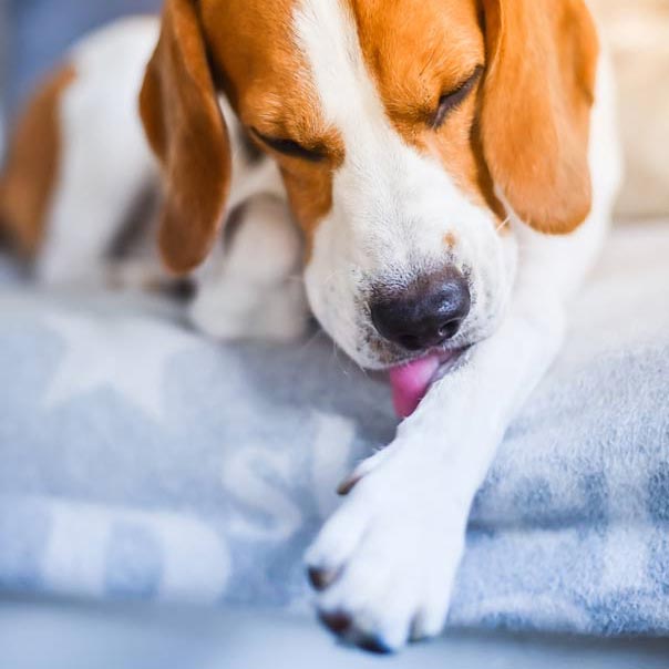 ¿Por qué mi perro no deja de lamer sus patas?