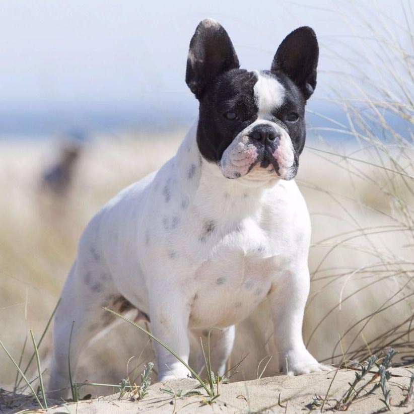 El bulldog francés, uno de los perros más amigables