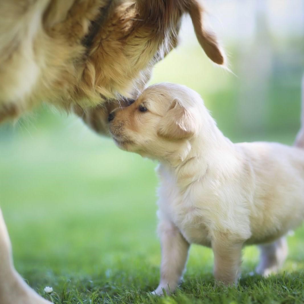 De cachorro a adulto, ¿cuándo sucede?
