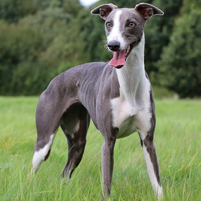 Una raza poco conocida, te presentamos al Whippet