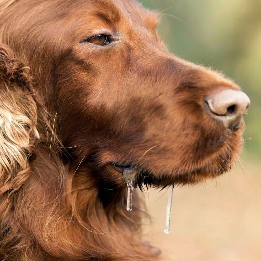 Razones por las que tu perro babea en exceso