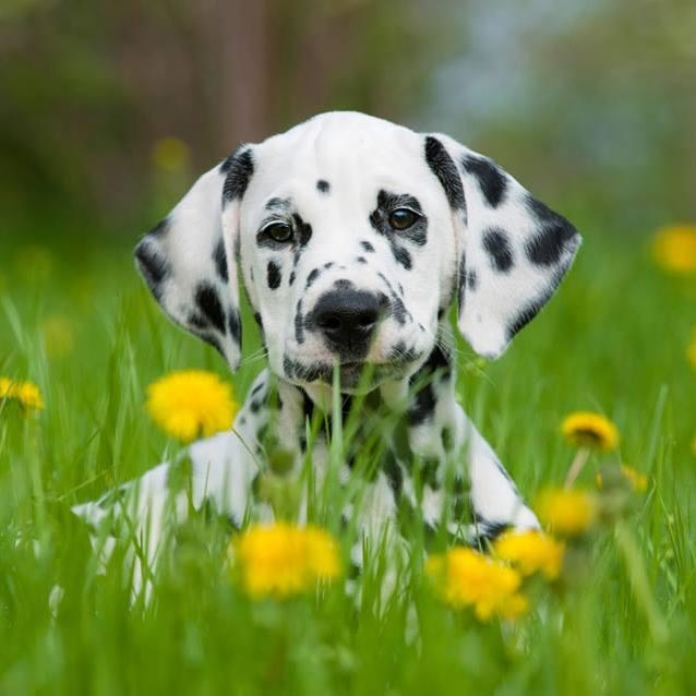 El perro más manchado, el Dálmata