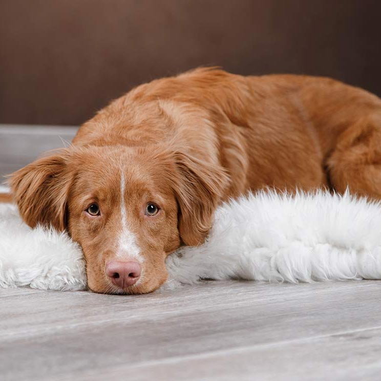 ¿Tu perro sufre depresión? Aprende a identificar los síntomas