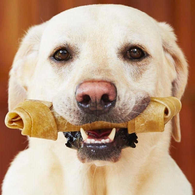 ¿Sabes qué huesos le puedes dar a tu perro? Aquí te lo decimos